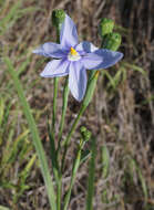 Image of Prairie pleatleaf