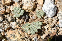 Image of pygmy mountainparsley