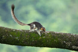 Image of Cream-coloured giant squirrel