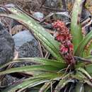 Image of Puya dyckioides (Baker) Mez