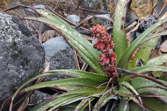 صورة Puya dyckioides (Baker) Mez