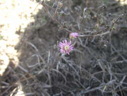 Imagem de Drosanthemum dipageae H. E. K. Hartmann