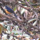 Image of Rufous-breasted Bush Robin