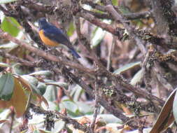 Image de Robin à ventre roux