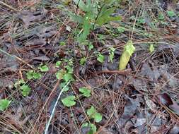 Sivun Matelea pubiflora (Decne.) R. E. Woodson kuva