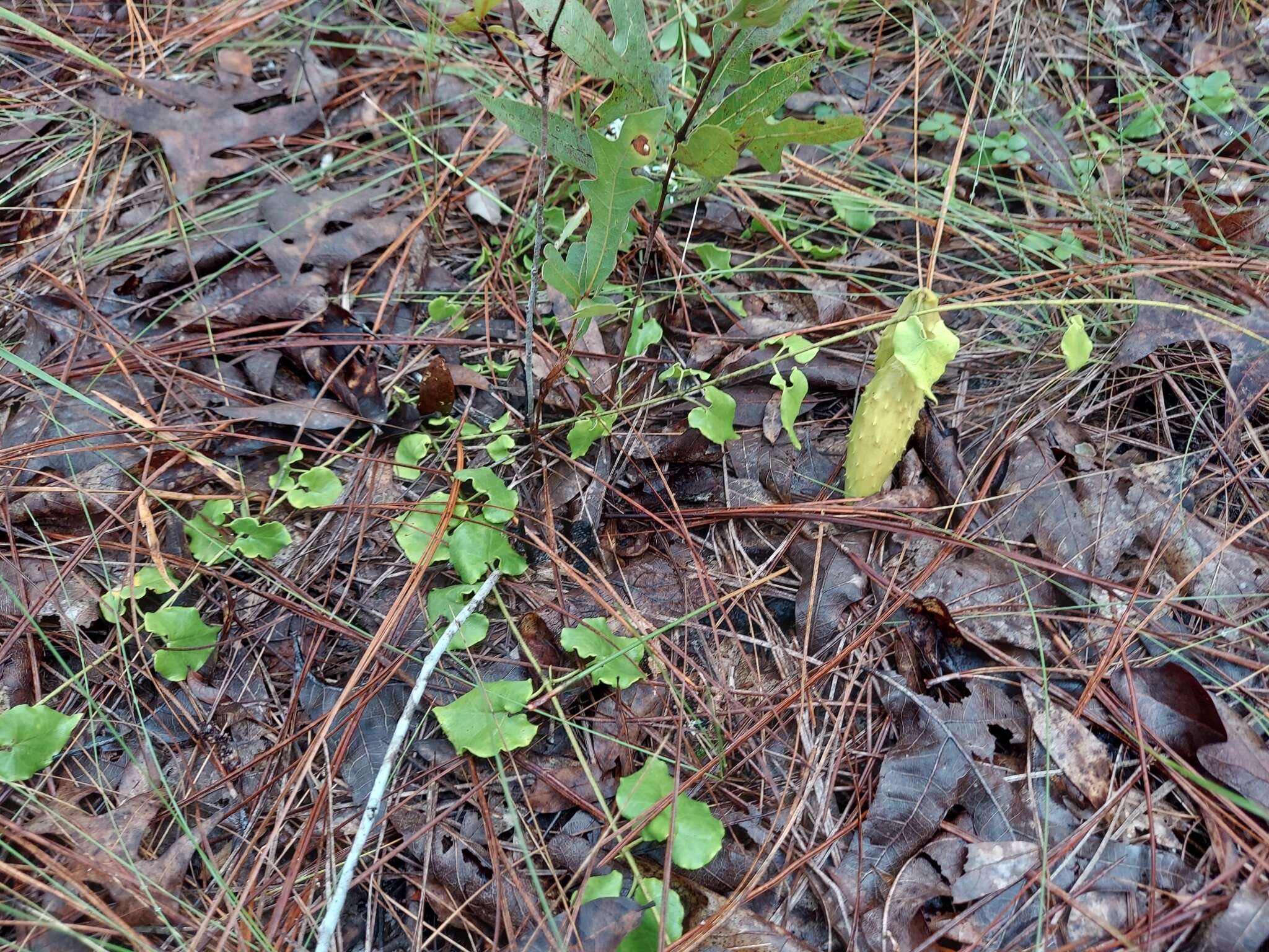 Imagem de Matelea pubiflora (Decne.) R. E. Woodson