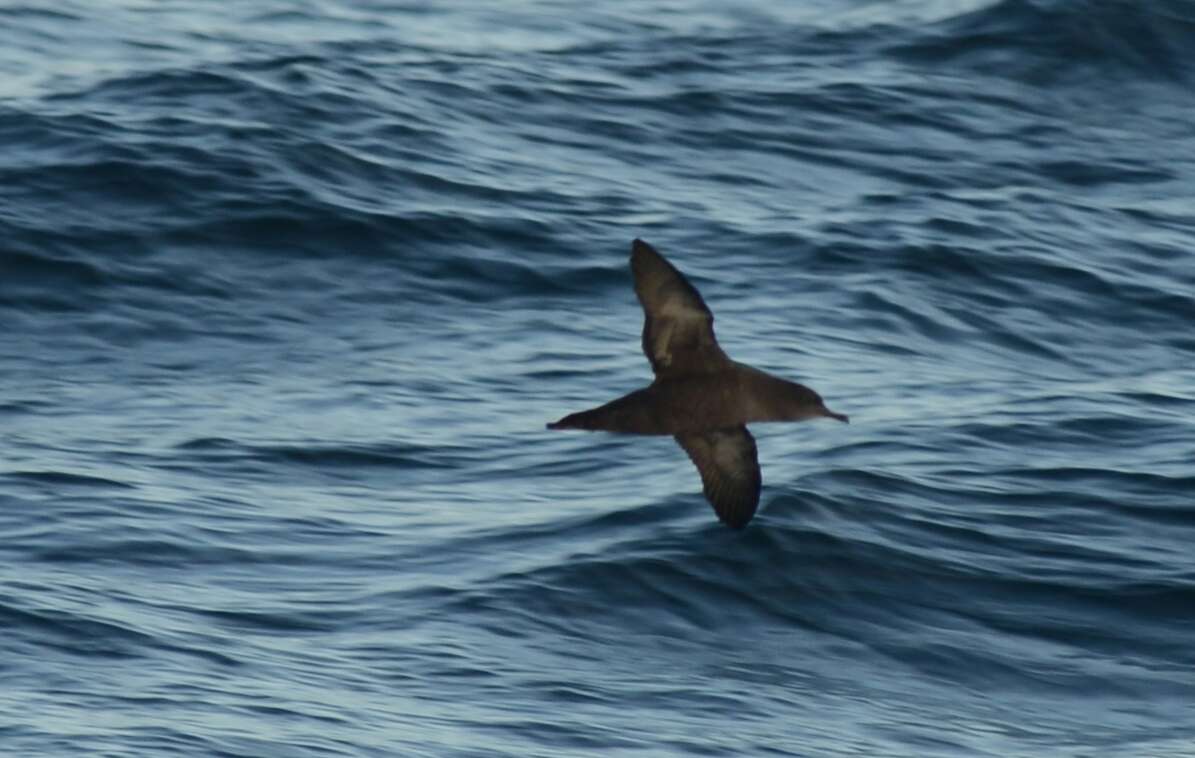 Image of Sooty Shearwater