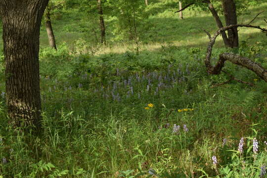 صورة Lupinus perennis subsp. perennis