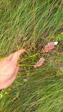 Image of Bistorta officinalis subsp. carnea (C. Koch) Sojak.