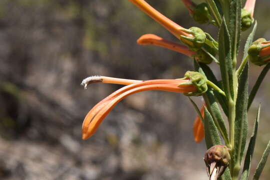 Image de Lobelia excelsa Bonpl.