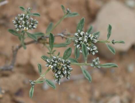 Image of Limeum aethiopicum Burm. fil.