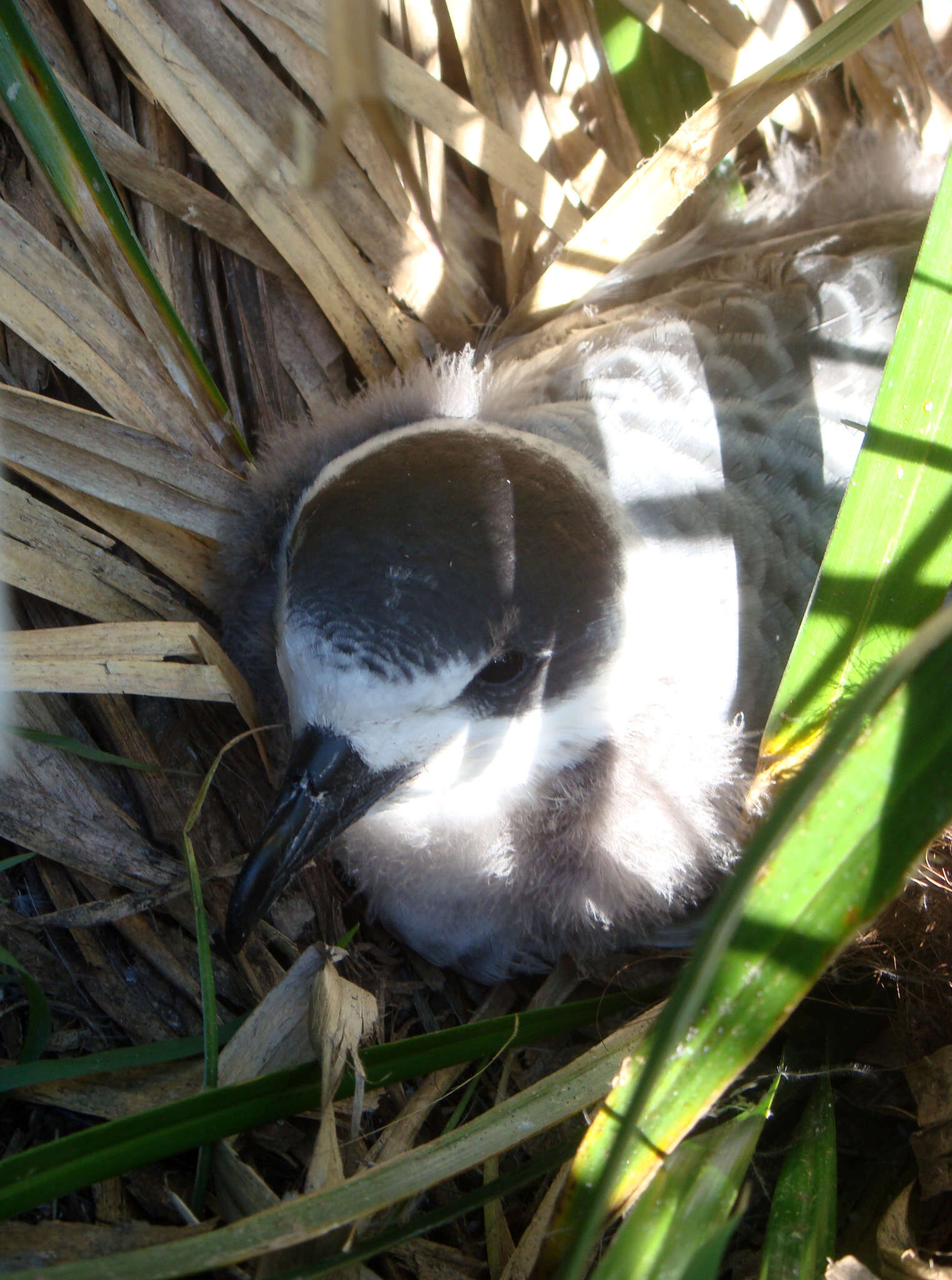 Image of White-naped Petrel