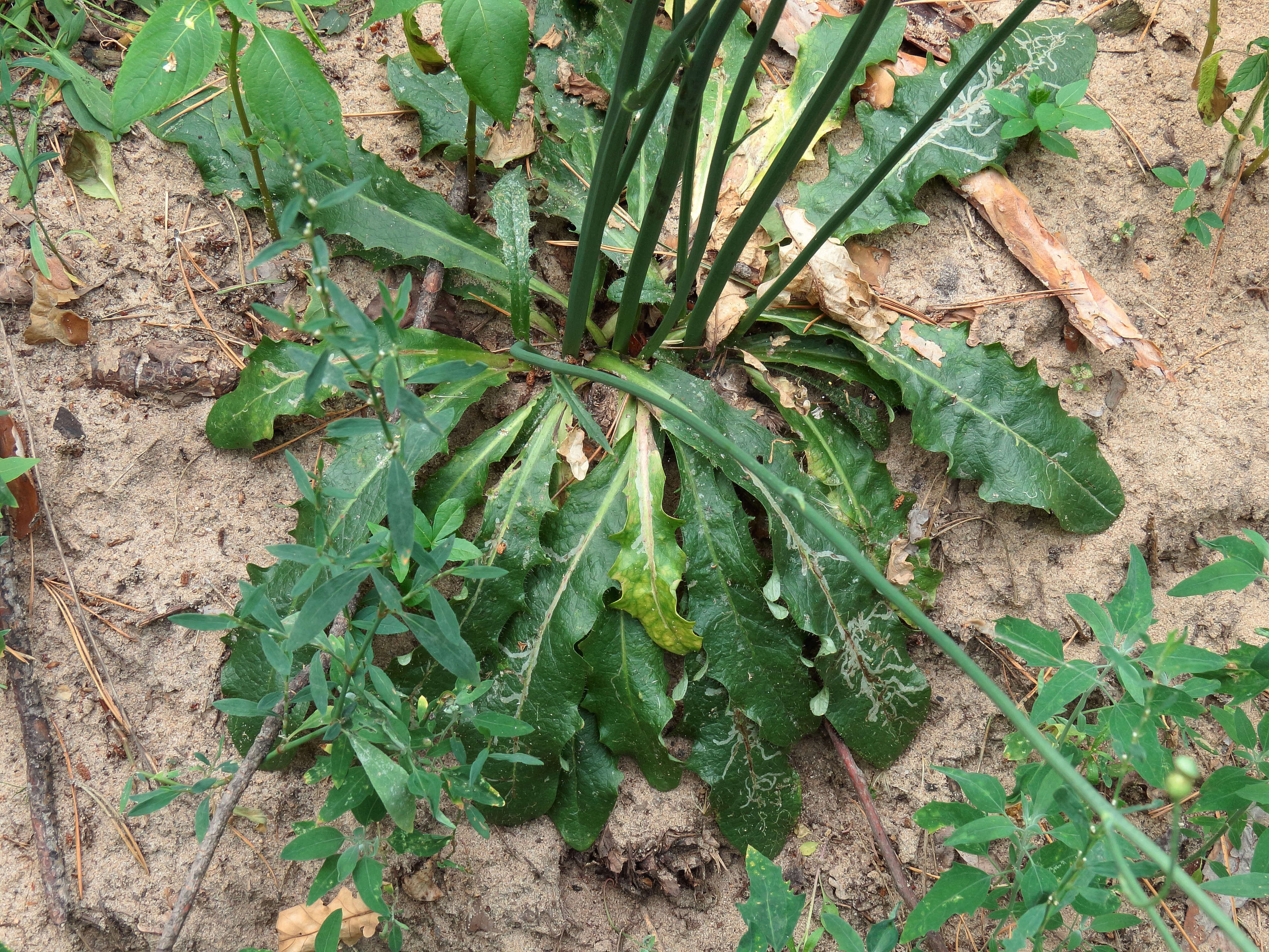 Image of Hairy Cat's-Ear