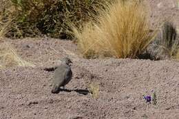 Image of Golden-spotted Ground Dove