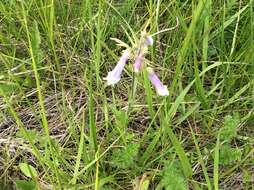 Image de Penstemon hirsutus (L.) Willd.