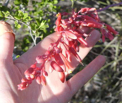 Image de Hesperaloe parviflora (Torr.) J. M. Coult.