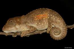 Image of Eastern Cape Dwarf Chameleon