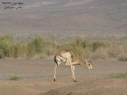 Image of Goitered Gazelle