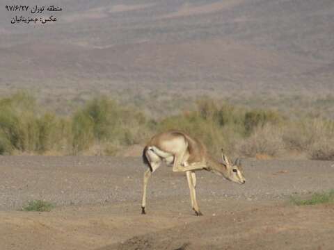 Image of Goitered Gazelle