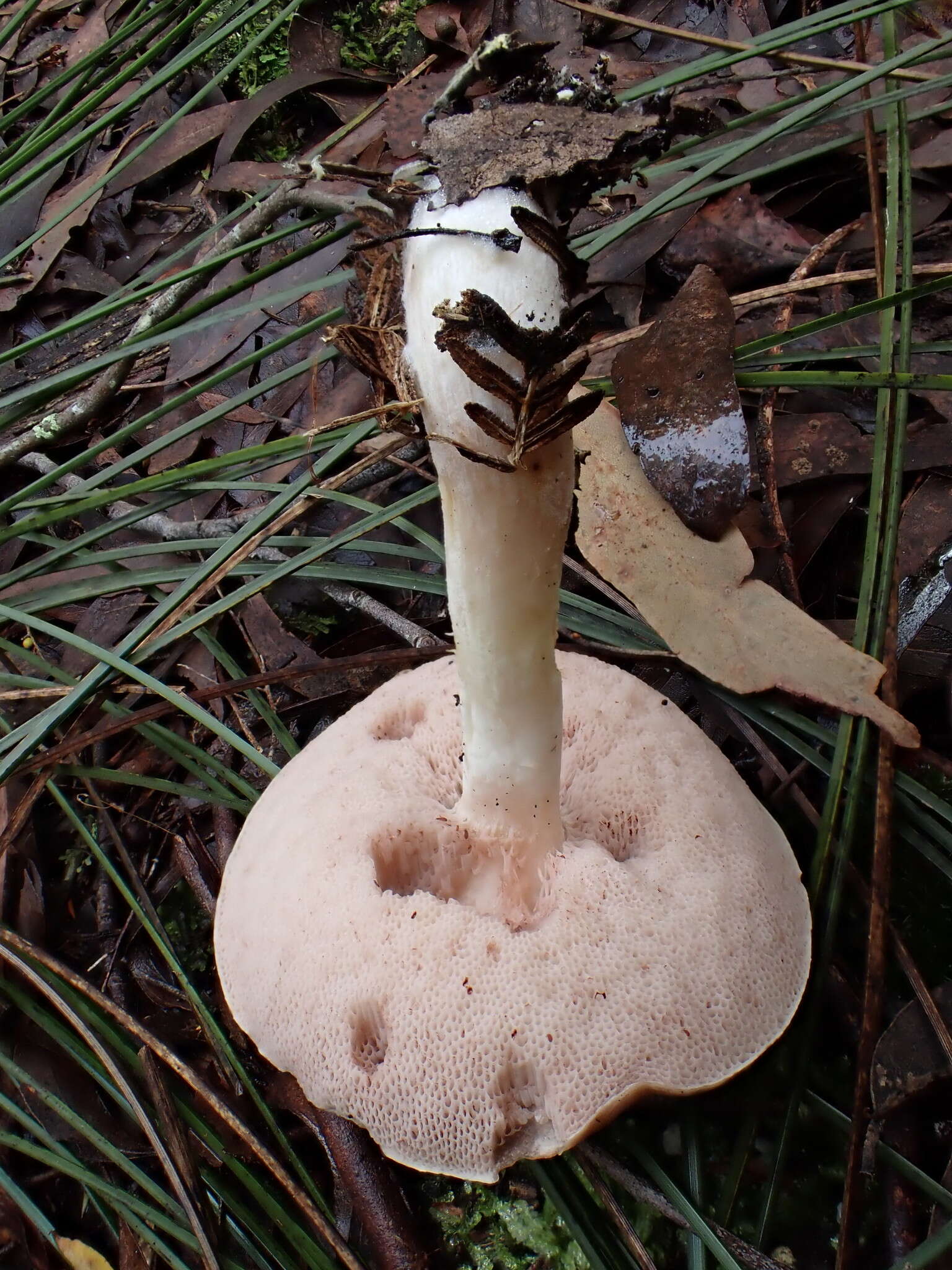 Image of Fistulinella prunicolor (Cooke & Massee) Watling 1989