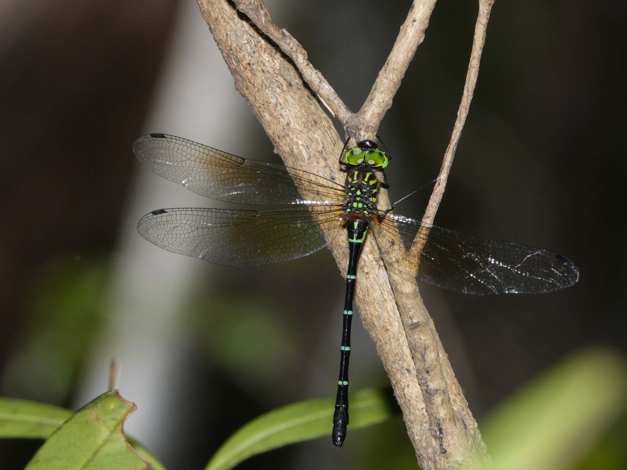 Image of Green-striped Darner