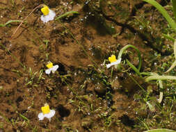 Sivun Utricularia bisquamata Schrank kuva