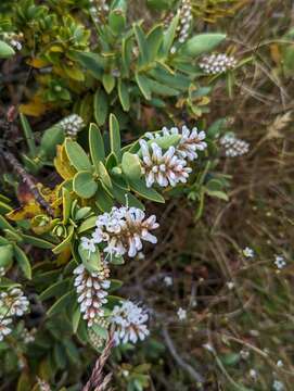 Sivun Veronica topiaria (L. B. Moore) Garn.-Jones kuva