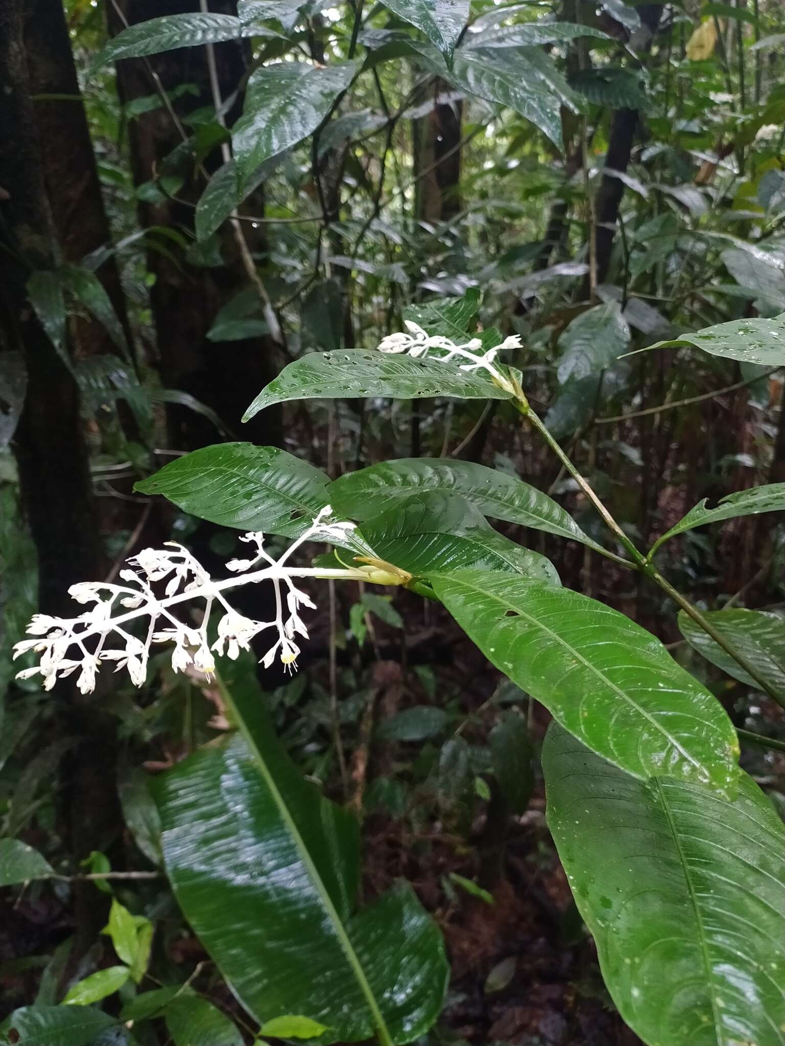 صورة Palicourea violacea (Aubl.) A. Rich.