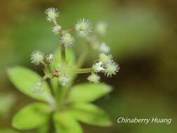 Plancia ëd Galium echinocarpum Hayata