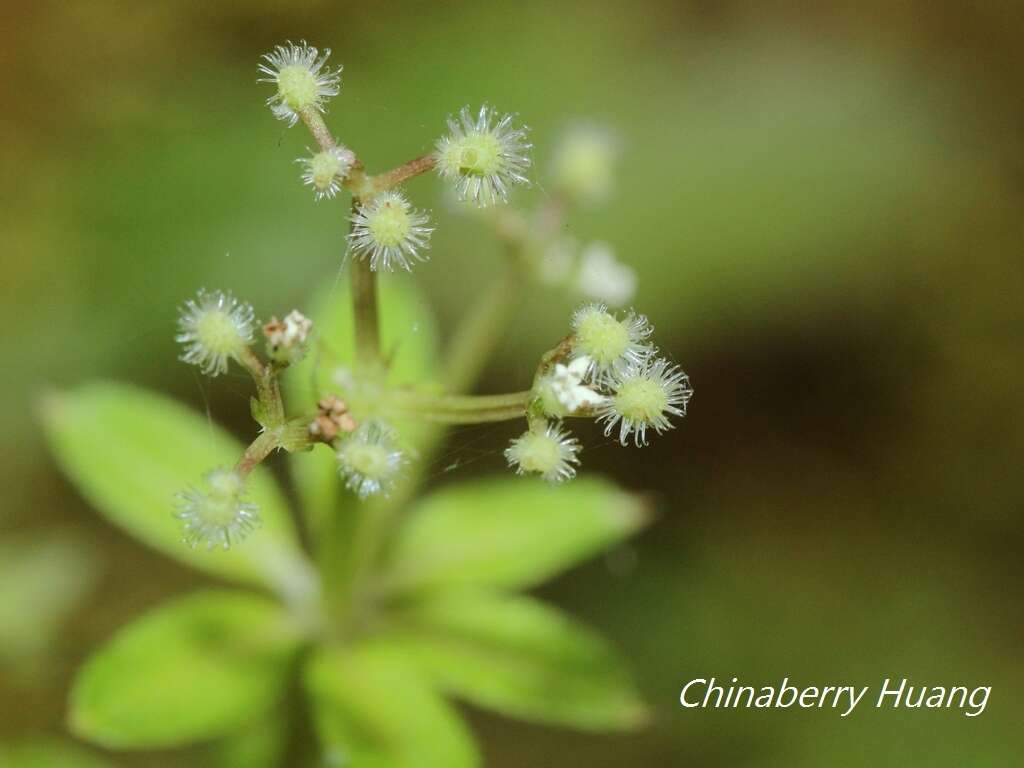 Plancia ëd Galium echinocarpum Hayata