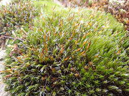 Image of oval dry rock moss