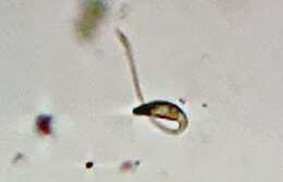 Image of Lacrymaria olor