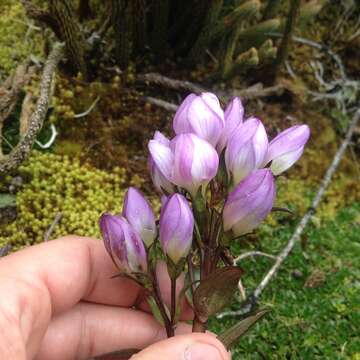 Image of Gentianella foliosa (Kunth) Fabris.