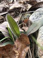 Image of Maryland hawkweed