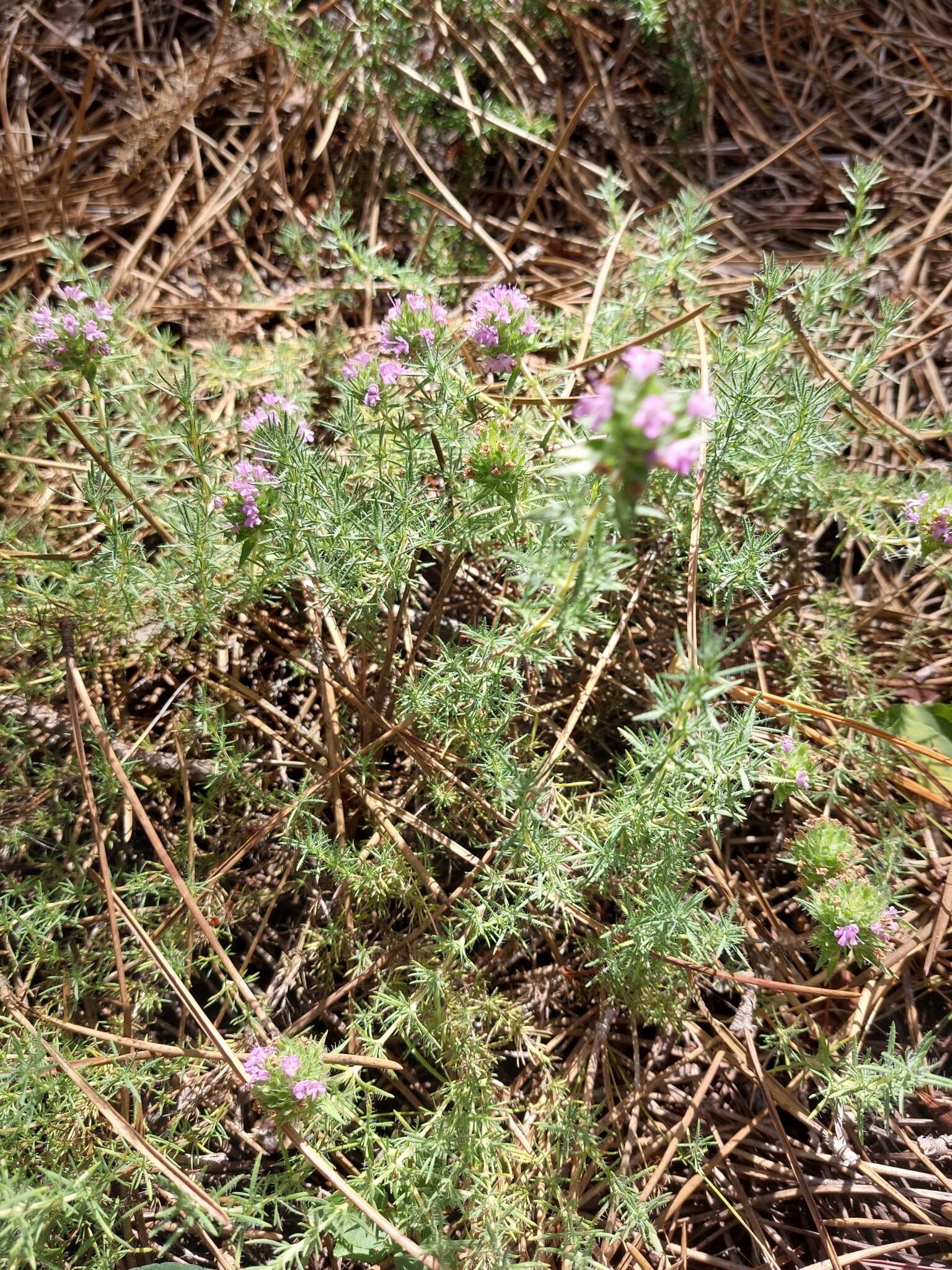 Image of Thymus villosus L.