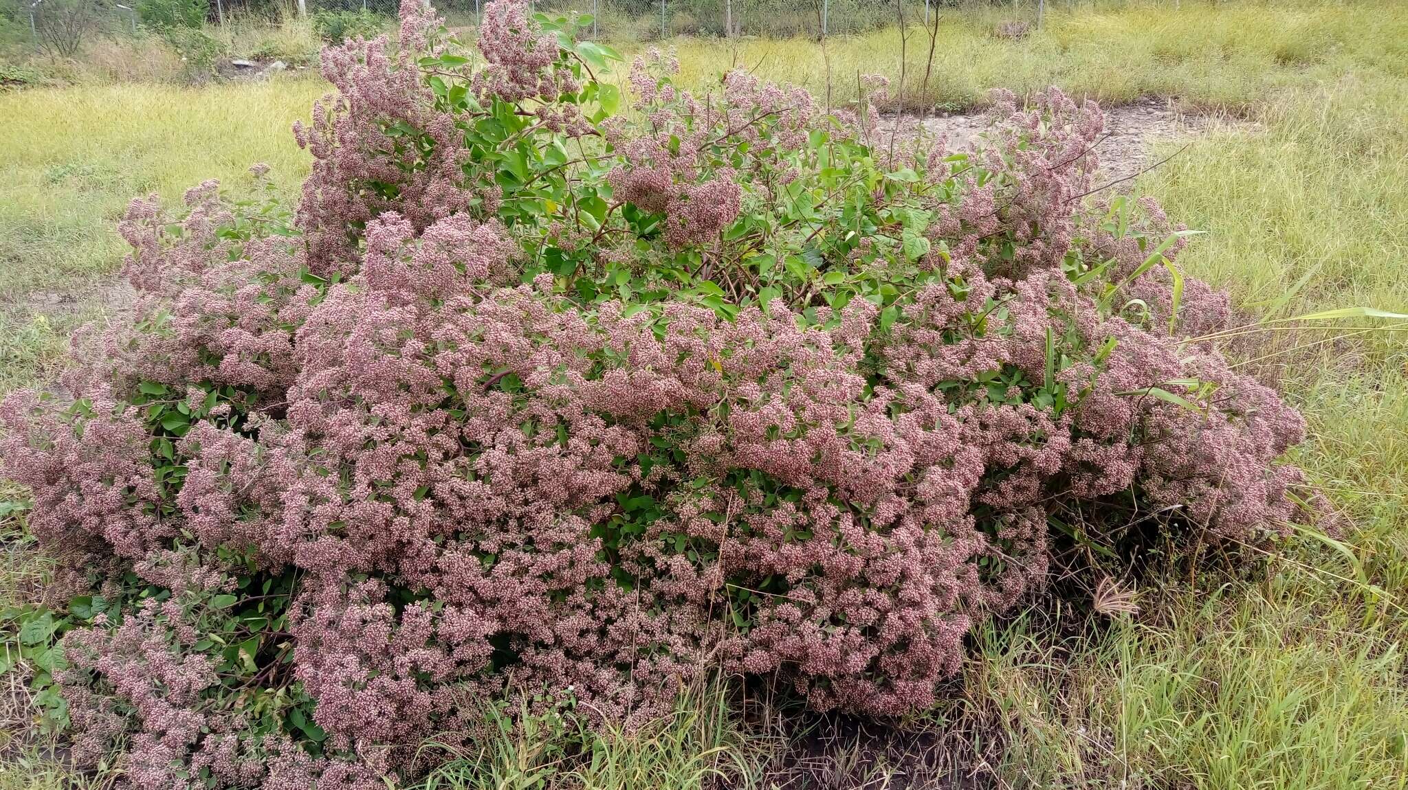 Sivun Salpianthus arenarius Humb. & Bonpl. kuva