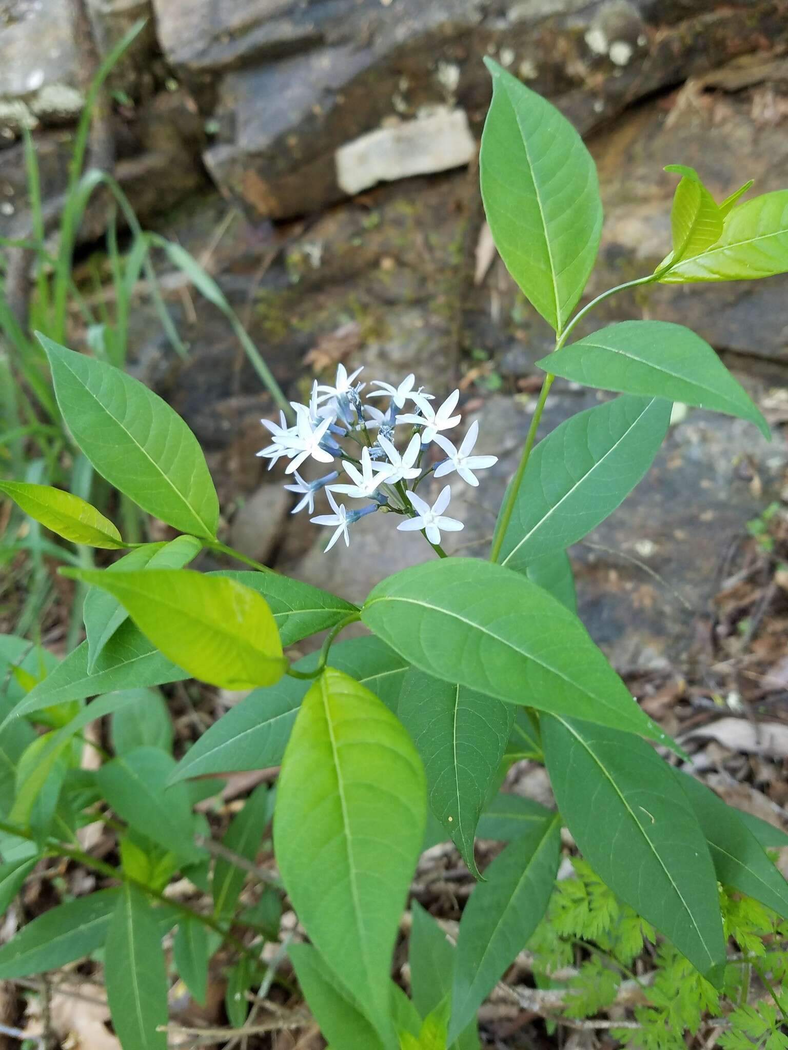 Imagem de Amsonia tabernaemontana Walt.