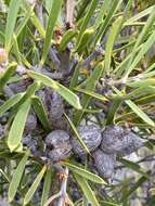 Image of Hakea corymbosa R. Br.