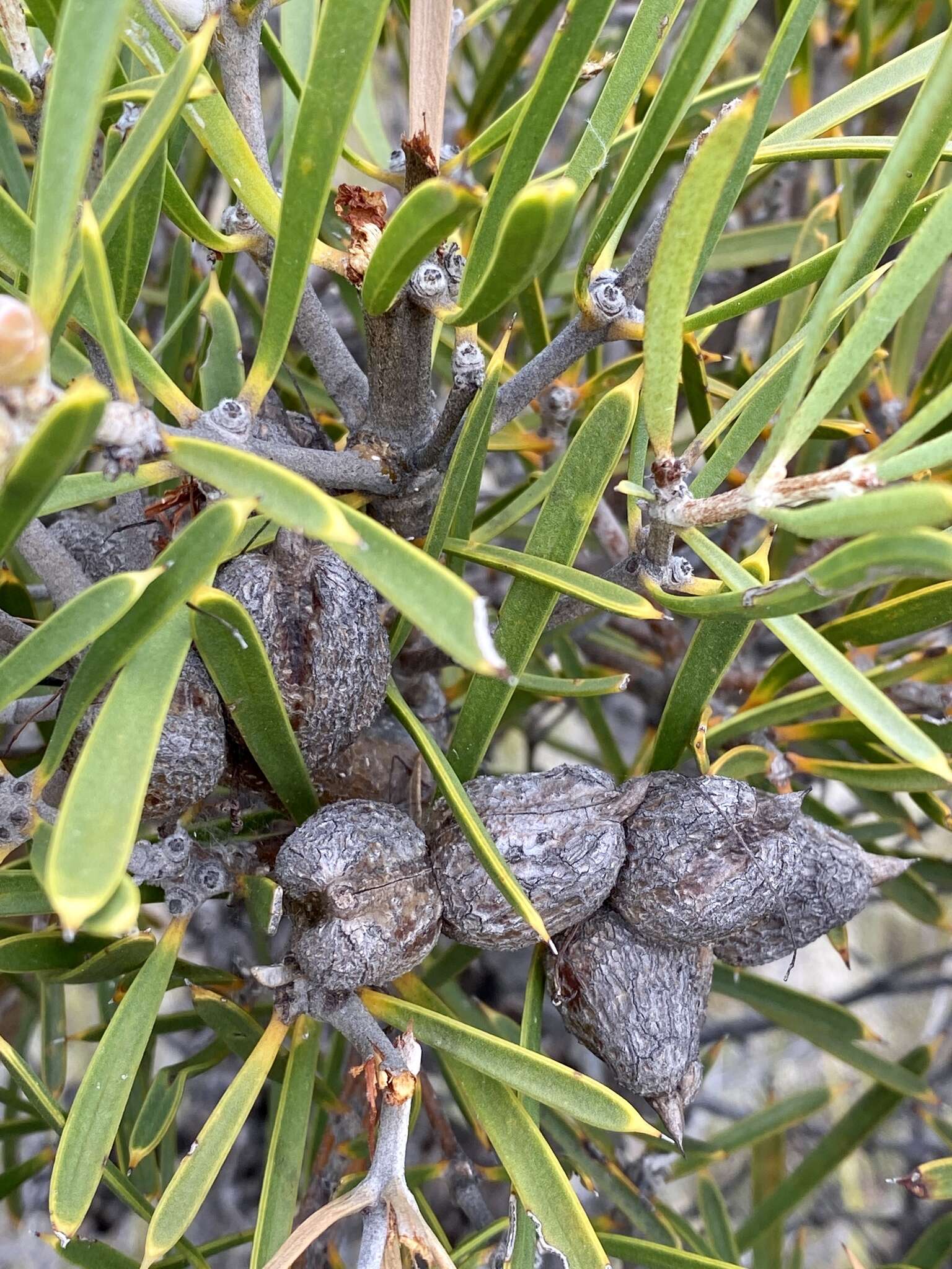 Image of Hakea corymbosa R. Br.