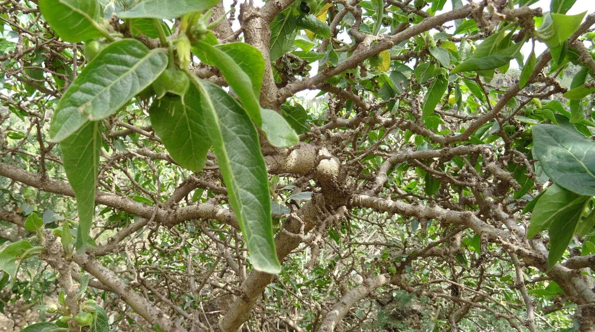 Image of Withania aristata (Ait.) Pauq.