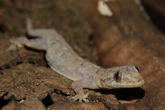 Image of Hemidactylus mercatorius Gray 1842