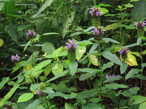 Image of common selfheal