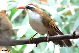 Imagem de Pomatorhinus ochraceiceps Walden 1873