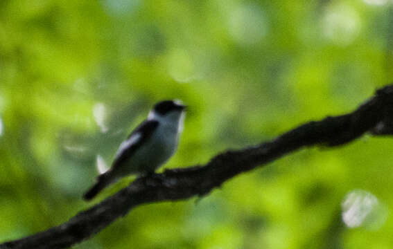 Image of Collared Flycatcher