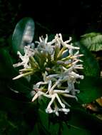 Image of Anodendron benthamianum Hemsl.