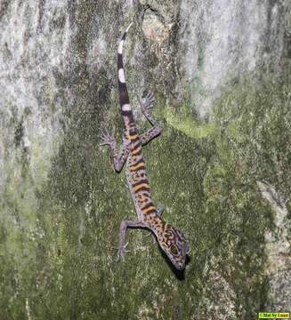 Plancia ëd Goniurosaurus catbaensis Ziegler, Truong, Schmitz, Stenke & Rösler 2008