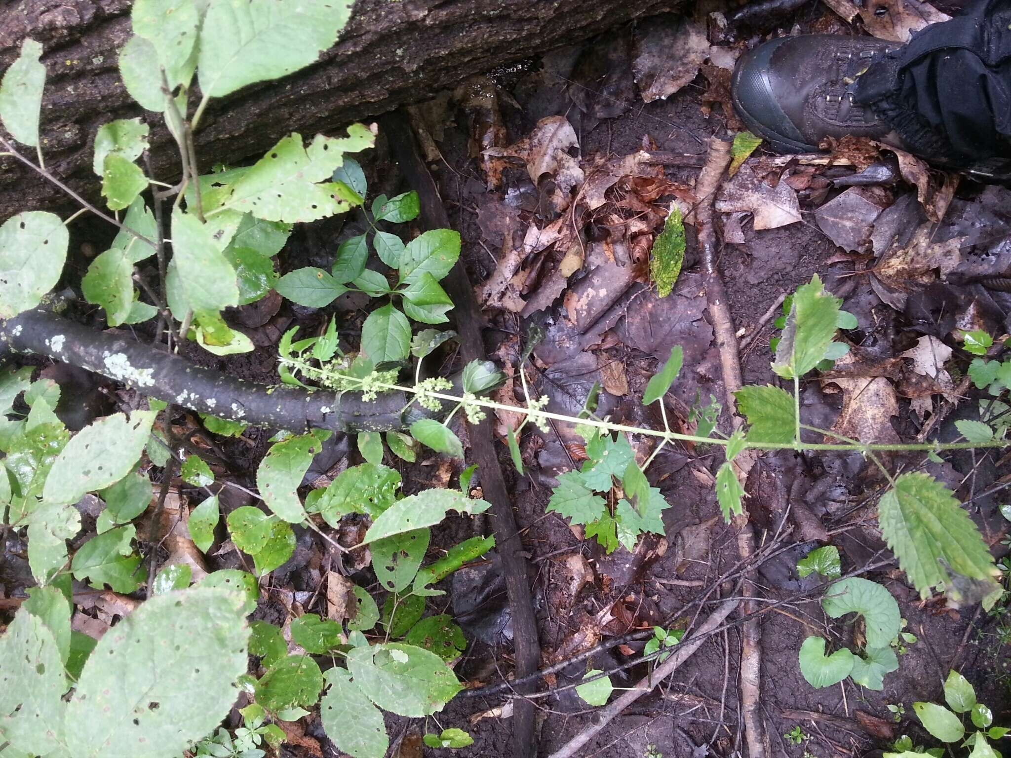 Image of Common Nettle