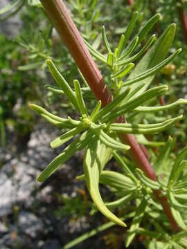 Imagem de Hypericum hyssopifolium Chaix