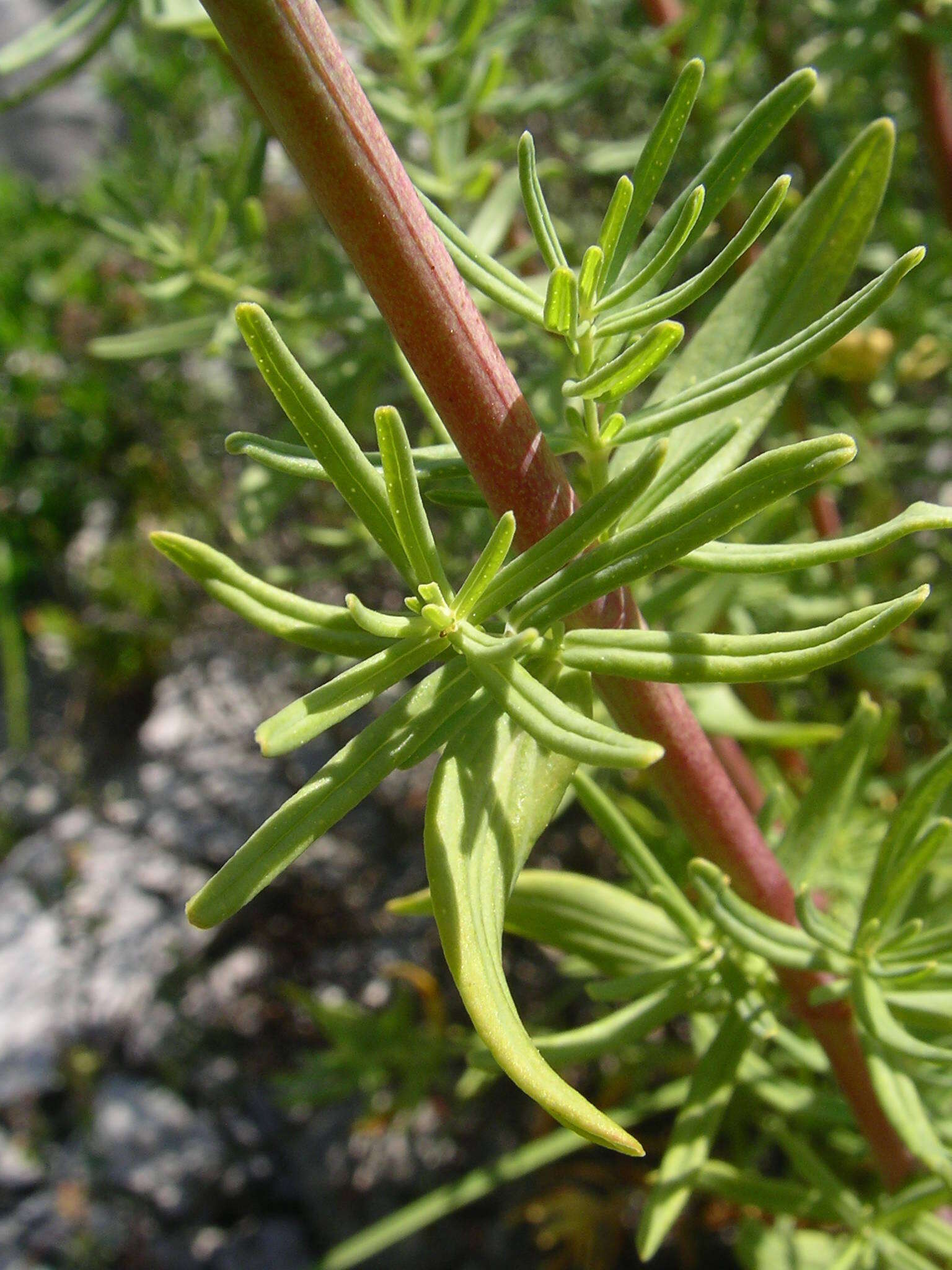 Image of Hypericum hyssopifolium Chaix