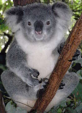 Image of koalas